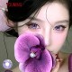 B-YOUMING VIOLET COLOR SOFT CONTACT LENS (2PCS/PAIR)